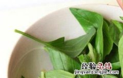 九层塔的功效与作用 九层塔的功效与作用及禁忌