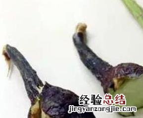 紫茄子把有什么功效 紫茄子把的功效与作用