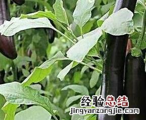 紫皮长茄子的功效 紫茄子皮的功效和作用及禁忌