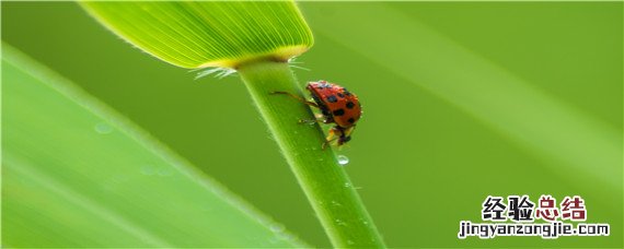 瓢虫用什么药能够杀死 杀虫剂能杀死瓢虫吗