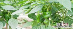 对辣椒无害的除草剂 辣椒专用除草剂对辣椒有影响吗