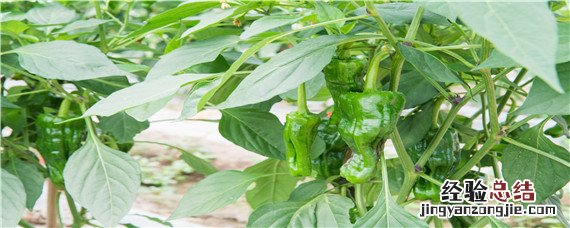 对辣椒无害的除草剂 辣椒专用除草剂对辣椒有影响吗