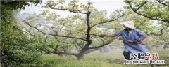 呋虫胺对红蜘蛛有效吗 噻虫嗪对红蜘蛛有效吗