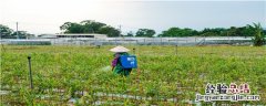 黄豆地里的野豆子打什么药 野豆子用什么药打