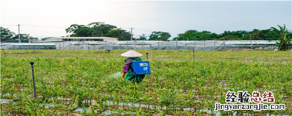黄豆地里的野豆子打什么药 野豆子用什么药打