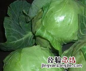 圆包菜的营养价值 圆包菜的营养价值与功效