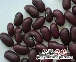 紫芸豆的功效与作用 紫芸豆的功效与作用及副作用