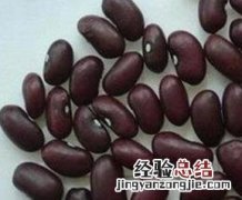 紫芸豆的功效与作用 紫芸豆的功效与作用及副作用