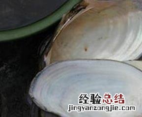河蚌壳的药用价值 河蚌壳的药用价值是什么