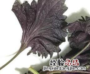 紫苏梗加生姜的功效与作用 紫苏梗功效与作用及禁忌的功效与作用