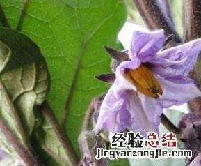 紫茄花的功效与作用图片 紫茄子花的功效与作用