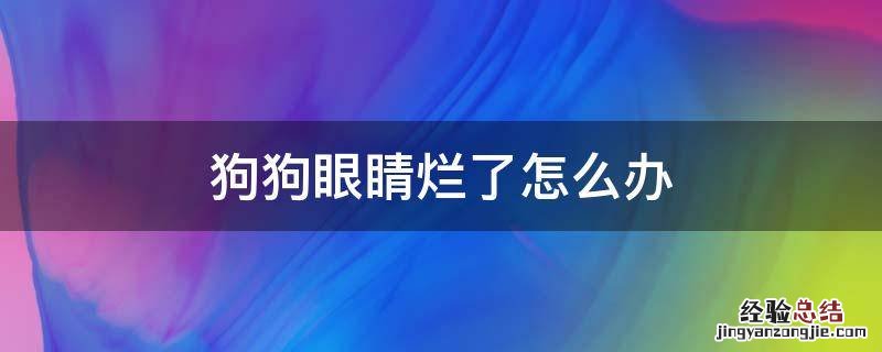 小狗眼睛烂了怎么办 狗狗眼睛烂了怎么办