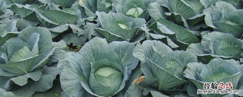 芒种季节种什么农作物 芒种在什么季节?