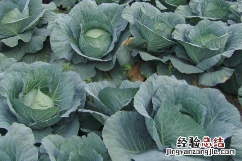 芒种季节种什么农作物 芒种在什么季节?
