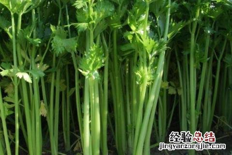 芒种季节种什么农作物 芒种在什么季节?