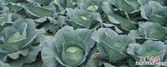 芒种季节种什么农作物 芒种在什么季节?
