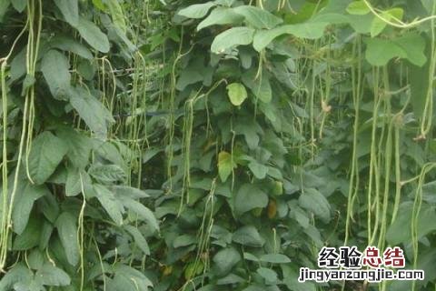 芒种季节种什么农作物 芒种在什么季节?