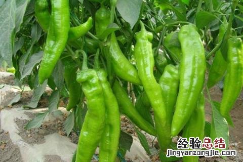 芒种季节种什么农作物 芒种在什么季节?