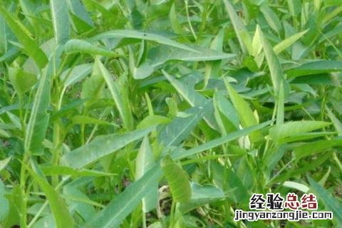 芒种季节种什么农作物 芒种在什么季节?