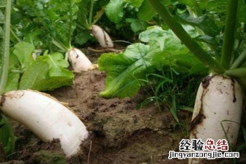 北方八月份适合种什么农作物 北方8月份适合种什么农作物