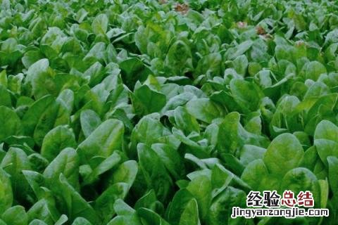 北方八月份适合种什么农作物 北方8月份适合种什么农作物