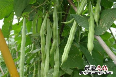 北方八月份适合种什么农作物 北方8月份适合种什么农作物