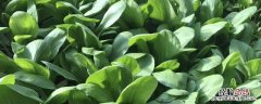 立秋后种植什么农作物最赚钱? 立秋后种植什么农作物