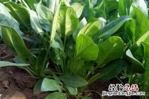 立秋后种植什么农作物最赚钱? 立秋后种植什么农作物