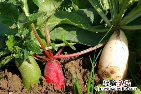 立秋后种植什么农作物最赚钱? 立秋后种植什么农作物