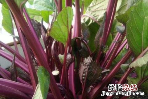 立秋后种植什么农作物最赚钱? 立秋后种植什么农作物