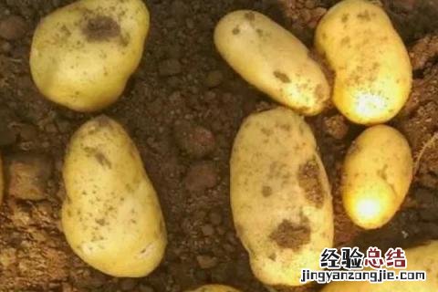 芒种丰收什么 芒种收获什么作物