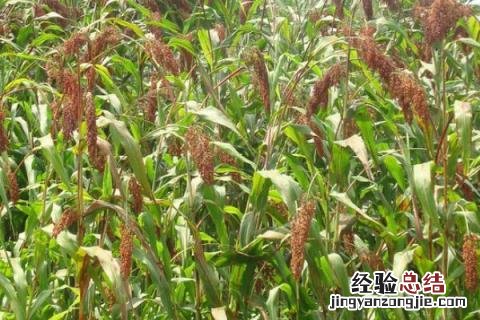 芒种丰收什么 芒种收获什么作物
