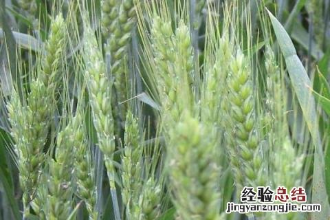 芒种丰收什么 芒种收获什么作物