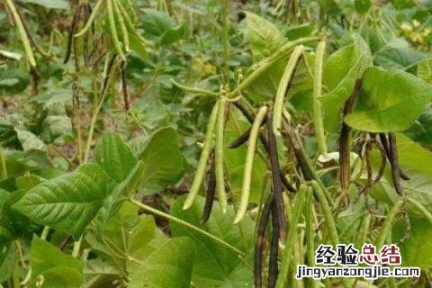 芒种丰收什么 芒种收获什么作物