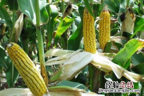 芒种丰收什么 芒种收获什么作物