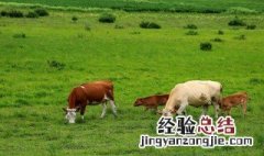 牛下犊之前有什么表现 牛下犊之前有什么征兆