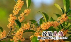 桂花茶的简单制作方法 桂花茶的简单制作方法视频