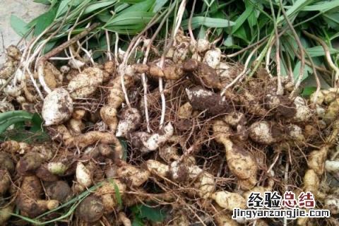 贵州种植业的主要经济作物 贵州适合种植什么经济作物