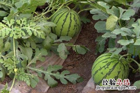 贵州种植业的主要经济作物 贵州适合种植什么经济作物