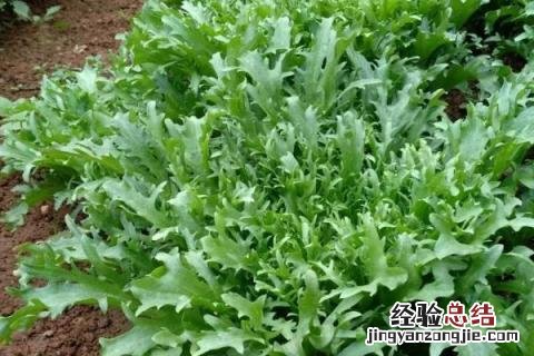 贵州种植业的主要经济作物 贵州适合种植什么经济作物