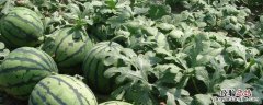 贵州种植业的主要经济作物 贵州适合种植什么经济作物