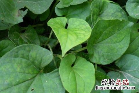 贵州种植业的主要经济作物 贵州适合种植什么经济作物
