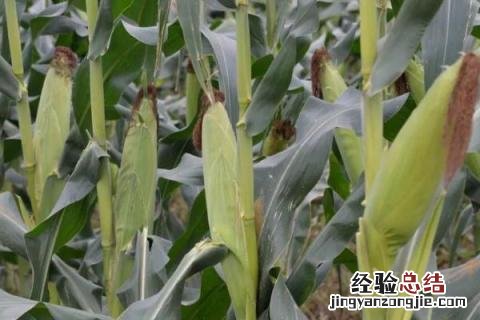 河南种植什么农作物多 河南种植什么农作物