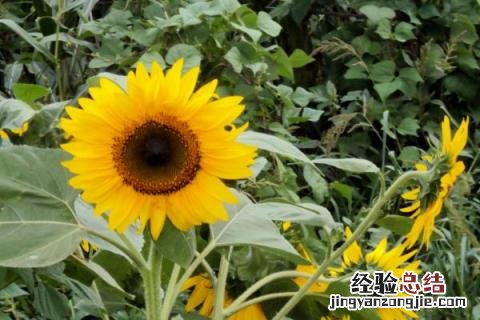 河南种植什么农作物多 河南种植什么农作物