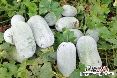 河南种植什么农作物多 河南种植什么农作物