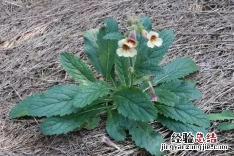 河南种植什么农作物多 河南种植什么农作物
