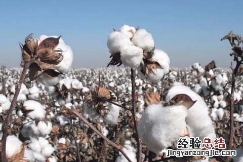 河南种植什么农作物最多 河南主要种植什么作物
