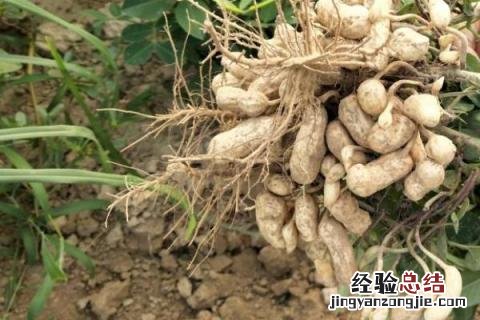河南种植什么农作物最多 河南主要种植什么作物
