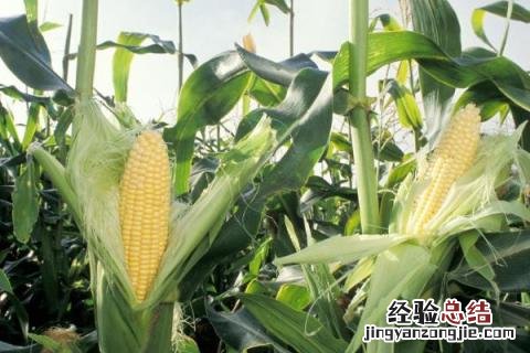 河南种植什么农作物最多 河南主要种植什么作物