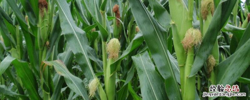 河南种植什么农作物最多 河南主要种植什么作物
